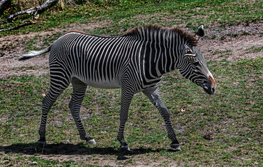 Fototapeta na wymiar Grevy`s zebra female walking on the lawn. Latin name - Equus grevyi 