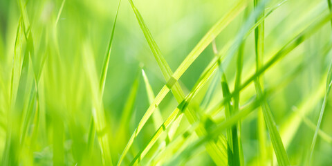 green grass leaf in garden with bokeh background