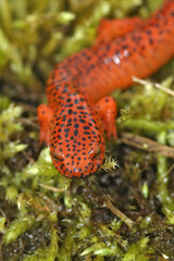 Closeup on the colorful , attractive Blue Ridge Red Salamander, Pseudotriton ruber
