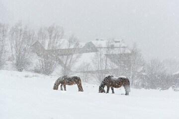 Horses in the snowy mountains