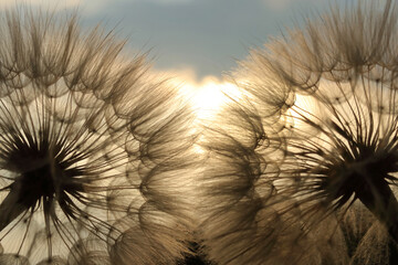 Soft focus .Fluffy dandelion against sunset sun close up, blurred background .Two lush dandelions against the sky .The sun shines through of dandelion.Summer or spring natural background.