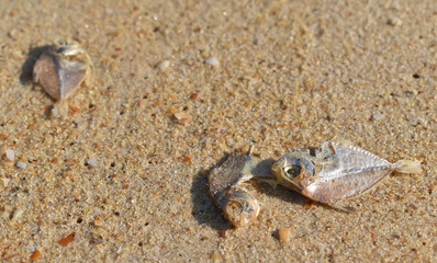 Selective focus of dead fishes lying on the Sea shore possibly due to Pollution of sea water India