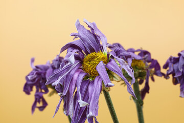 dry purple flower isolated on yellow background