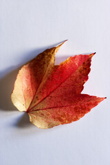 red leaf of wine white background