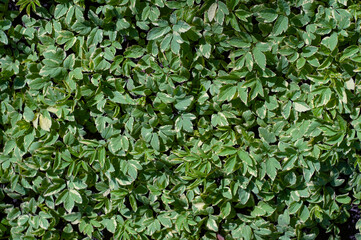 goutweed leaves green and white  background