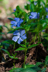 periwinkle, Vinca blue flowers