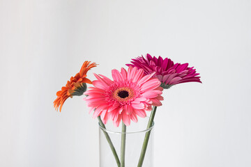 Gerberas in a vase on a white background