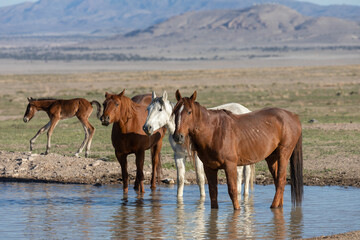 Fototapeta na wymiar Wild Horses at a Waterhole in the Utah Desert