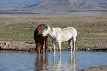 Wild Horses at a Waterhole in the Utah Desert