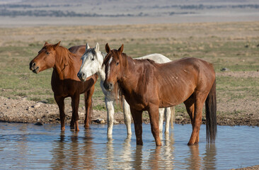 Fototapeta na wymiar Wild Horses at a Waterhole in the Utah Desert