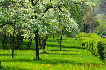 Obraz premium bird cherry trees at park