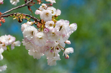 sakura in bloom? spring background