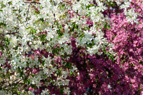 apple tree in bloom, white at pink