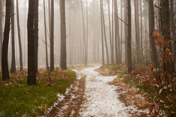 leśna zimowa ścieżka we mgle