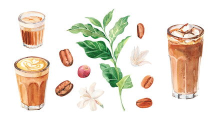 Watercolor hand painted coffee tree branch, flowers and beans. Coffee plant. Ripening of coffee berries. Watercolor illustrations isolated on white background