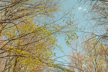 The beginning of spring - deciduous buds on trees.