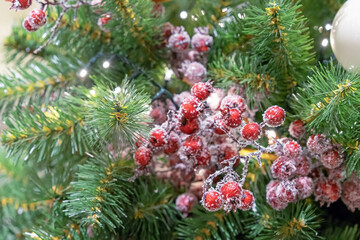 Snow-covered red berries on a Christmas tree.