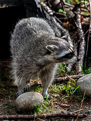 Racoon on the ground near its kennel . Latin name - Procyon lotor