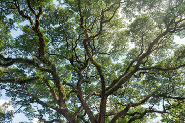 Giant Rain Tree with branches growth in tropical rainforest