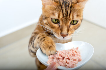 Bengal cat reaches for food with its paw.
