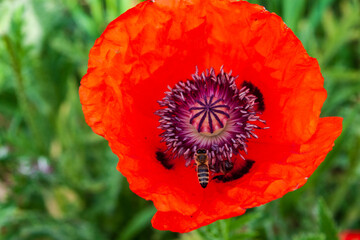 Red poppy flower, close-up. The honey bees pollinate the poppy flower.