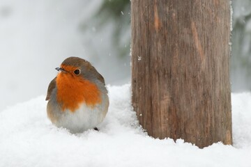 Winter scenery with European Robin bird sitting in the snow