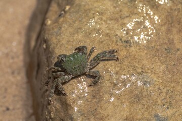 Characteristic specimen of Mediterranean crab on rocks