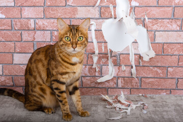 Torn wall wallpaper and a pet cat.