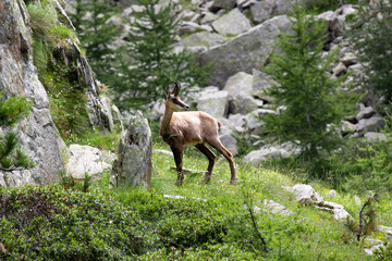 Chamois