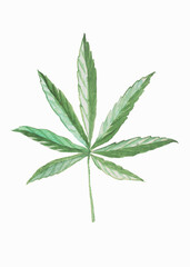Green cannabis leaf painted with watercolors on a white background.