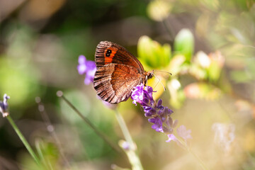 Papillon