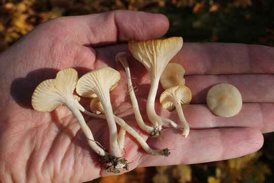 Snowy waxcap (Cuphophyllus virgineus, syn. Hygrophorus virgineus) mushrooms on hand. September, Belarus