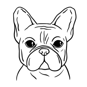 French bulldog black and white hand drawn portrait. French bulldog face in line. Dog head. Cute muzzle French Bulldog.