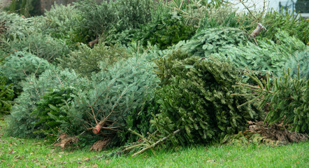 Fototapeta premium Tannenbaumentsorgung nach dem Weihnachtsfest