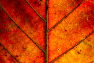 Abstract red striped of foliage from nature, detail of leaf textured background 