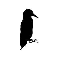 Black silhouette of woodpecker isolated on white background