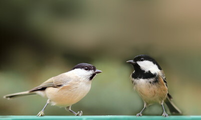 Obraz premium Pre - conflict state of two birds - Coal tit and black - headed nut