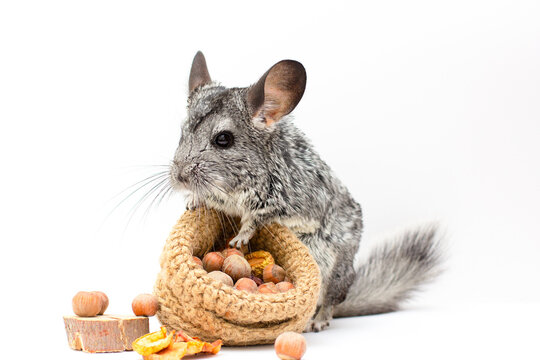 Cute fluffy white chinchilla is eating a nut Pet at home. fur and friendly animal. Adorable chinchilla and walnut. postcard
