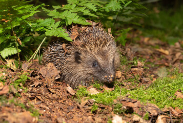 Hedgehog in Autumn, foraging in golden leaves and green moss, facing forward beneath green ferns.  Scientific name: Erinaceus Europaeus.  Horizontal.  Space for copy.