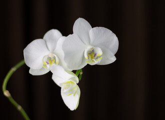 Naklejka na ściany i meble white orchids flowers tenderness plant