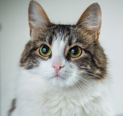 fluffy white cat with green eyes and dark back on a white background