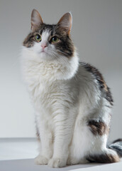 fluffy white cat with green eyes and dark back on a white background