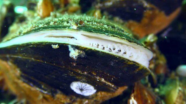 Albino mussel (Mytilus): the white edge of the mantle is visible between the shell valves, close-up.