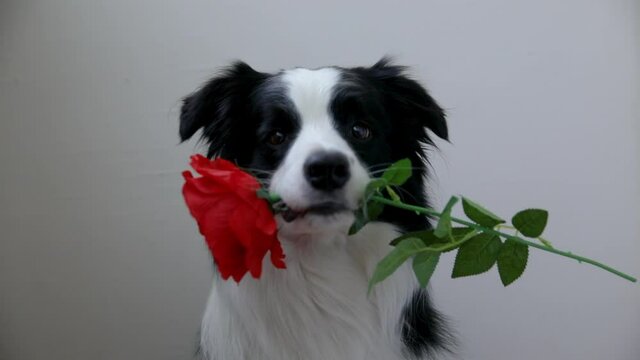St. Valentine's Day concept. Funny portrait cute puppy dog border collie holding red rose flower in mouth isolated on white background. Lovely dog in love on valentines day gives gift