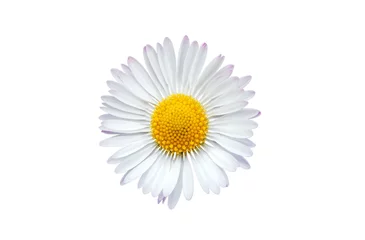 Foto op Canvas Common daisy blossom isolated on white background © Soru Epotok