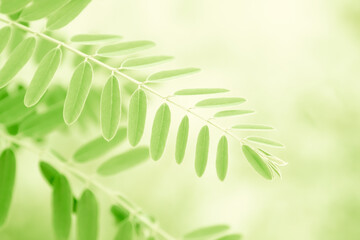 Foliage with plant leaves in nature. Color toning applied.