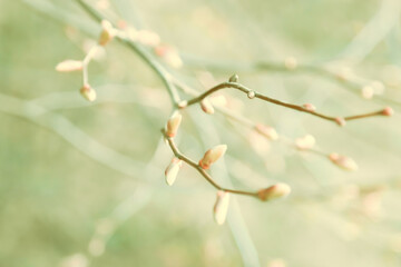 Young plant buds in spring nature. Color toning. - 475153779