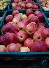 Shallow depth of field (selective focus) image with organic fresh apples for sale in an outdoors market in Bucharest, Romania.