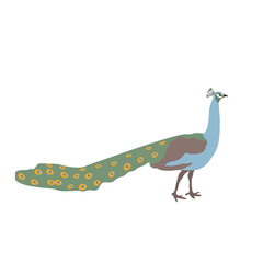 Flat illustration of peacock isolated on whte background