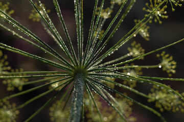 Drops of dew on a green dill.Natural background. Beautiful yellow flowers of Dill with Dew Drops on soft green nature background. Dill (lat. Anethum) organic ingredients and healthy food concept.